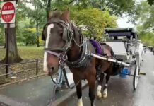 NYC Council Votes 40-7 To End 170-Year Tradition By 2028